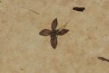 Delicate Fossil Flower With Stamen - Green River Formation, Utah #94512-1